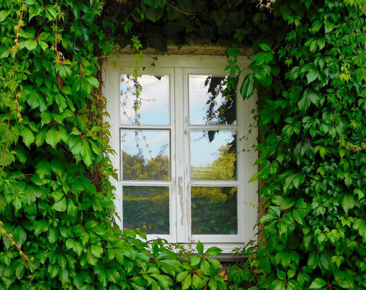 Das sind die Nachteile von Efeu und Efeuhecken als Gartenhecke - Efeuria, die Gartenhecken aus Efeu