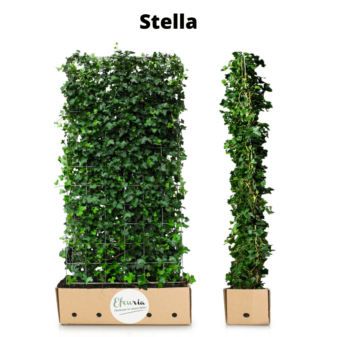 Stella Efeuhecke als Gartenhecken, Fertighecke, Hedera helix Woerner Efeu, 220 cm Höhe, 120 cm Breite - Efeuria, die Gartenhecken aus Efeu