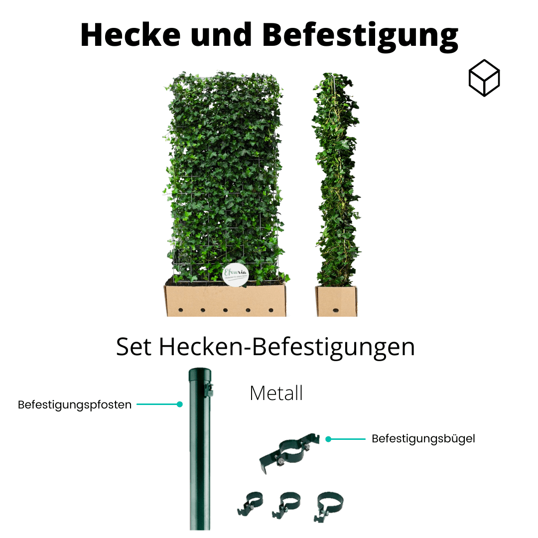 Stella Efeuhecke als Gartenhecken, Fertighecke, Hedera helix Woerner Efeu, 220 cm Höhe, 120 cm Breite - Efeuria, die Gartenhecken aus Efeu