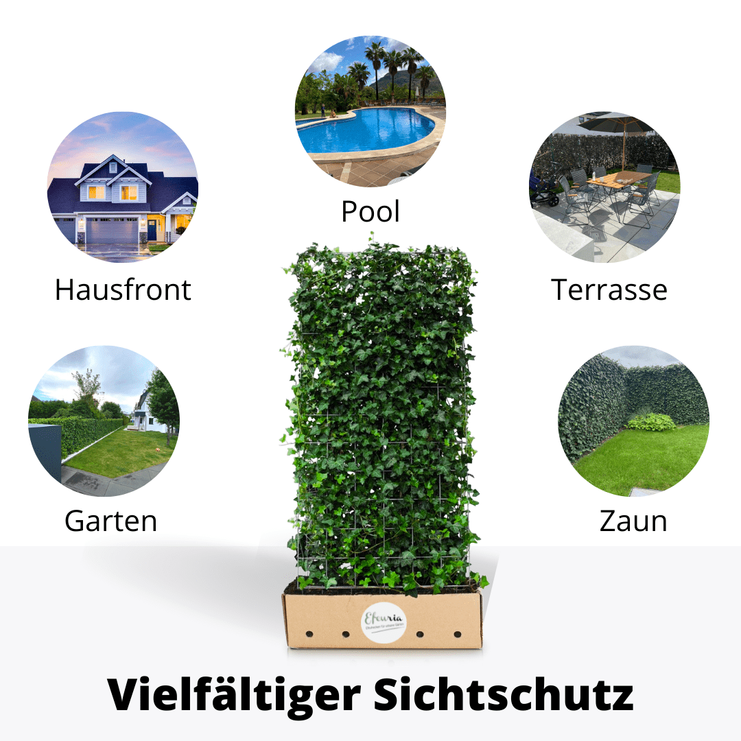 Stella Efeuhecke als Gartenhecken, Fertighecke, Hedera helix Woerner Efeu, 220 cm Höhe, 120 cm Breite - Efeuria, die Gartenhecken aus Efeu