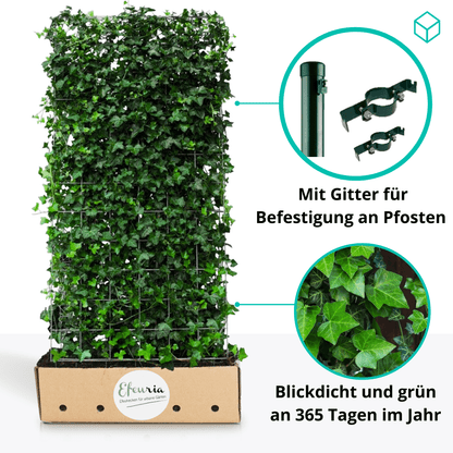 Stella Efeuhecke als Gartenhecken, Fertighecke, Hedera helix Woerner Efeu, 220 cm Höhe, 120 cm Breite - Efeuria, die Gartenhecken aus Efeu