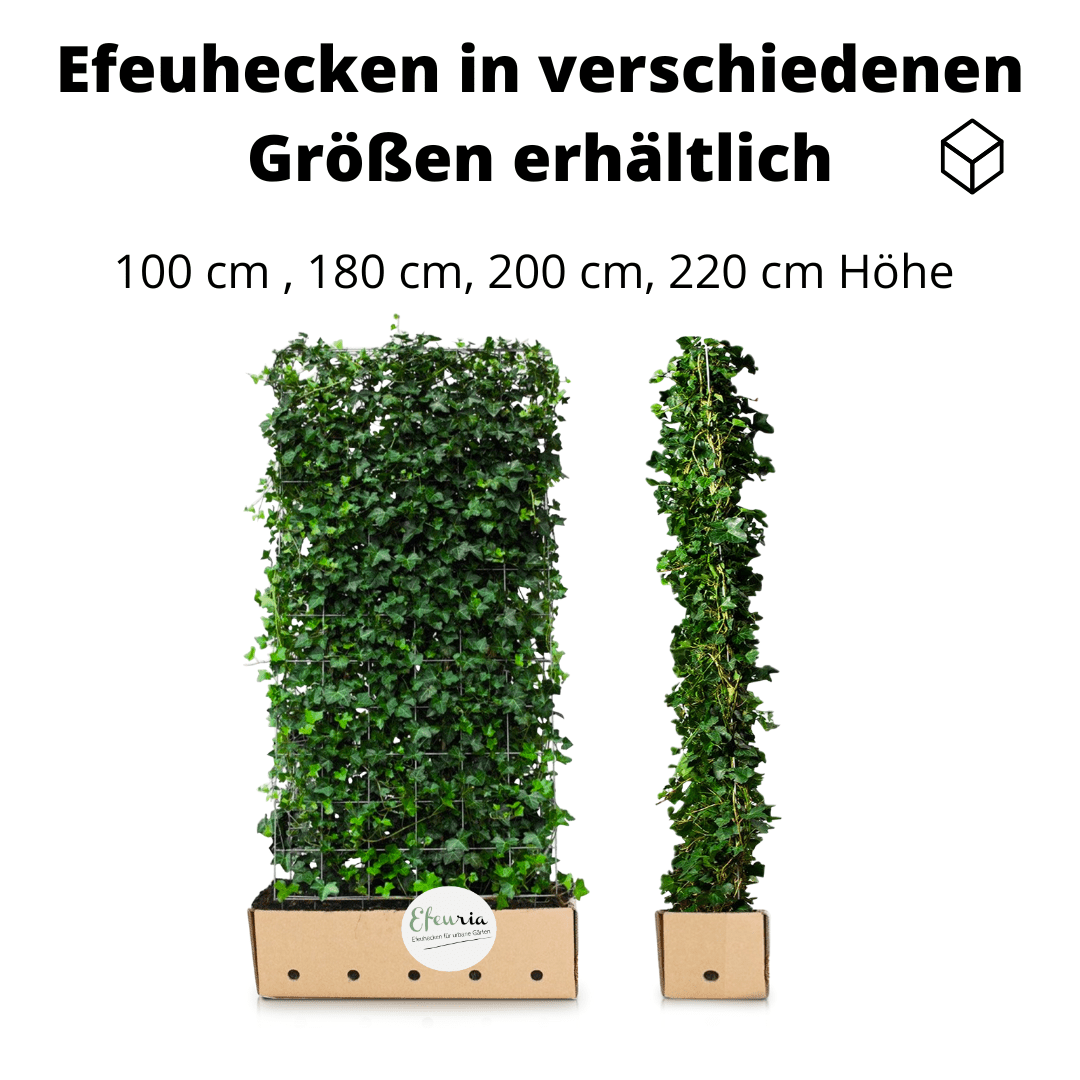 Stella Efeuhecke als Gartenhecken, Fertighecke, Hedera helix Woerner Efeu, 220 cm Höhe, 120 cm Breite - Efeuria, die Gartenhecken aus Efeu